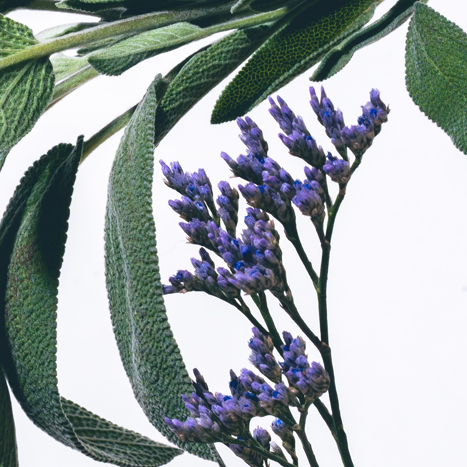 Black Amber & Lavender Reed Diffuser