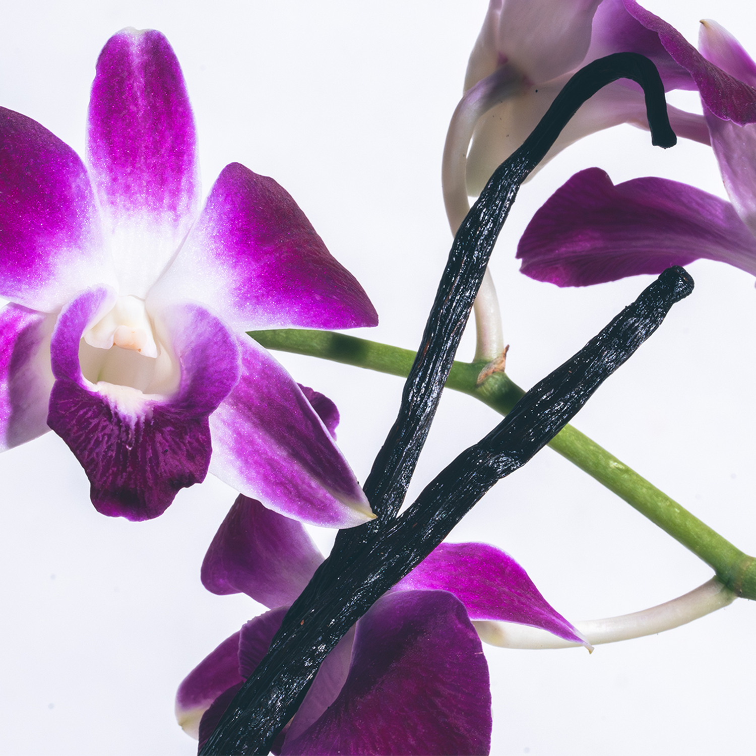 Vanilla Orchid Candle