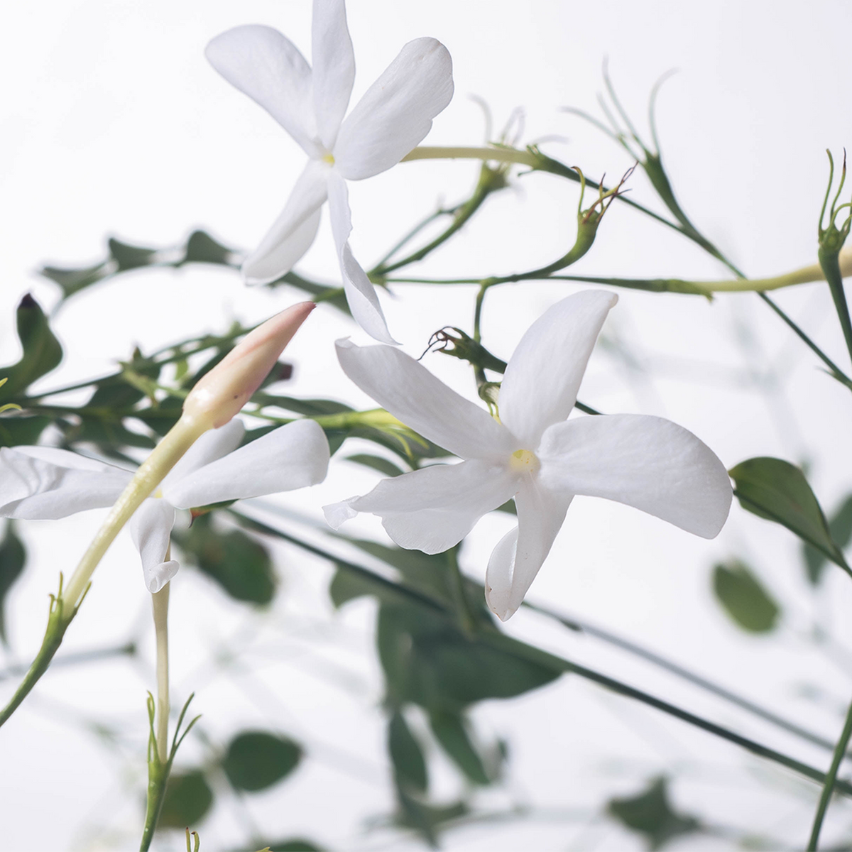 White Flora Candle